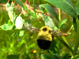 native bumblebee
