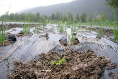 ice-cap-organics-plant-a-taj-mahal-marigold-from-helmers-stock