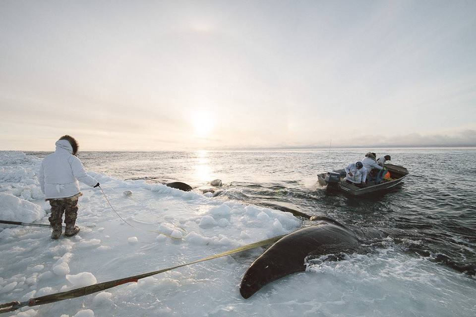 kiliii people of the whale