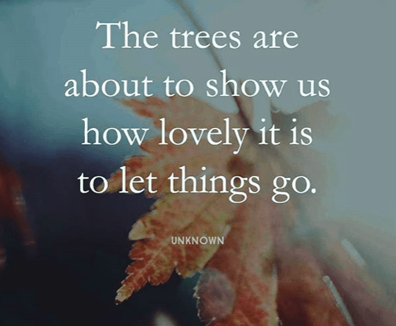the trees show us about letting go