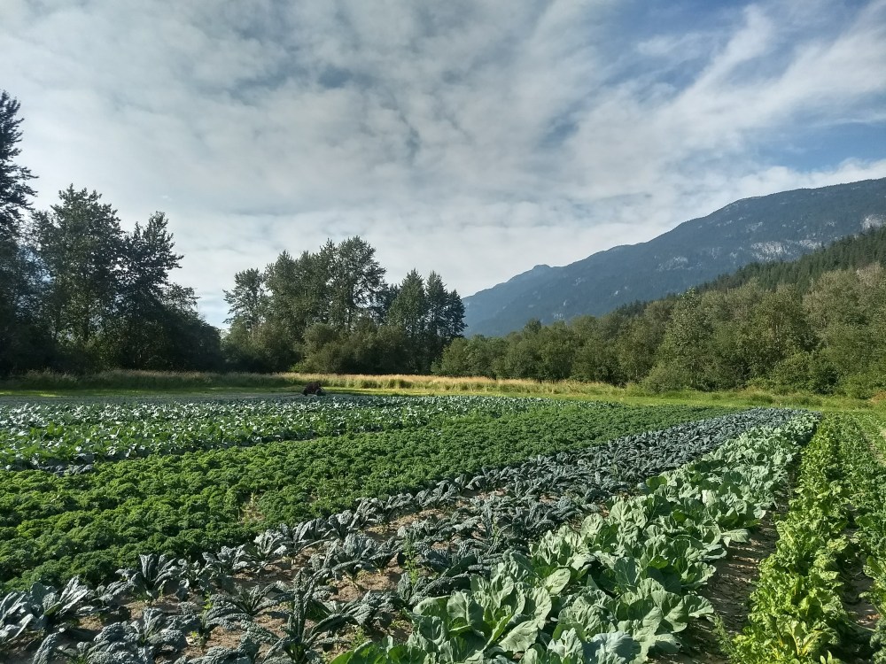 When the miraculous manifests photo by Laughing Crow Organics